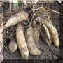 Smallanthus-Fruto.jpeg (44991 bytes)