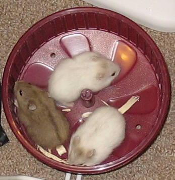 3 baby dwarf hamsters