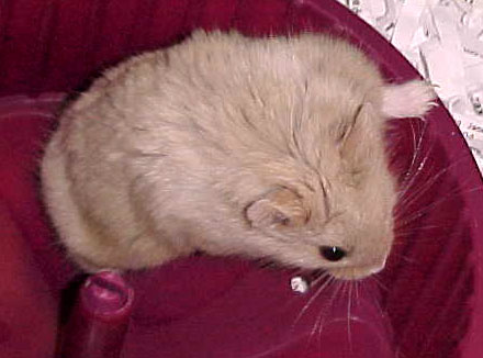 dark eyed lilac male dwarf hamster