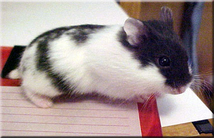 black mottled dwarf female