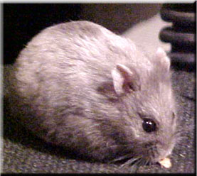 Blue Female Campbells Russian Dwarf