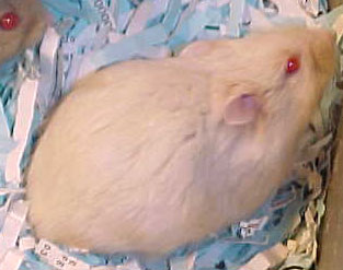 champagne dwarf hamster