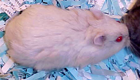 champagne dwarf hamster