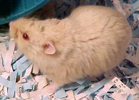 champagne dwarf hamster