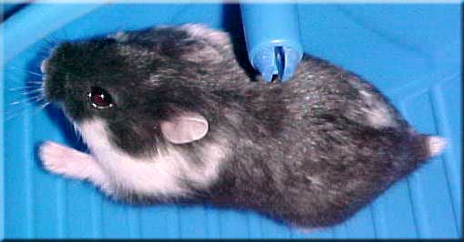 black mottled female dwarf running in a comfort wheel