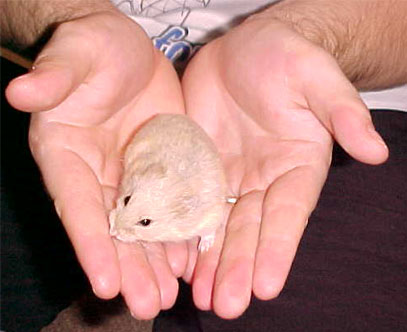 a baby hamster held with two hands