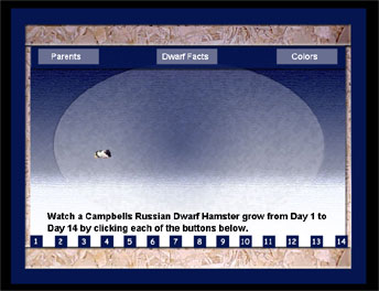 image linked to baby hamster development flash move