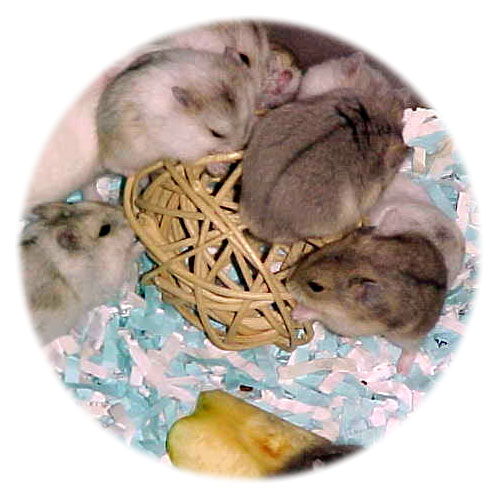 babies on vine ball