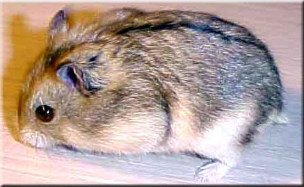 normal agouti dwarf