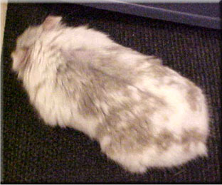 opal platinum mottled male