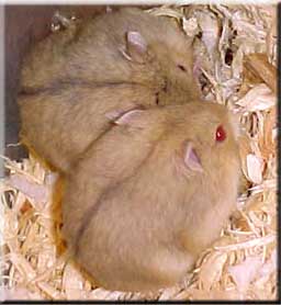 pair of red eyed argente hamsters