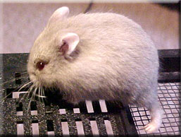 red eyed lilac male dwarf