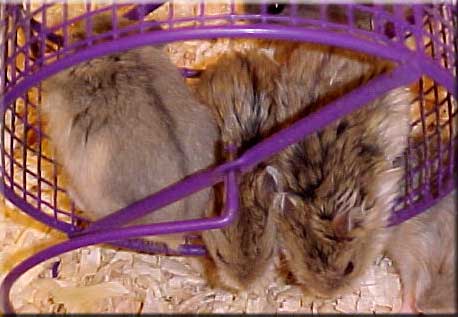 satin opal dwarf hamster