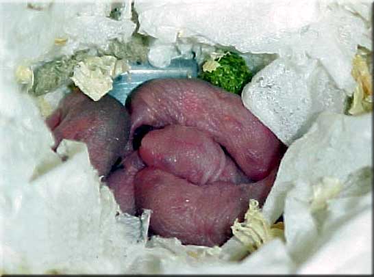 3 day old dwarf hamster babies