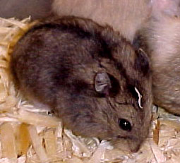 Umbrous Normal dwarf hamster