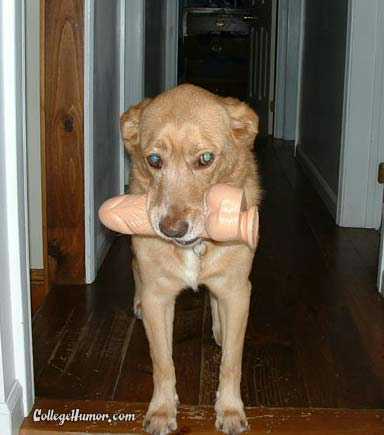 Look what the dog found
