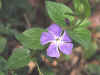 Vinca.jpg (140183 bytes)