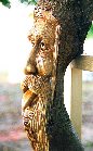 Oak - Available