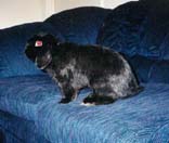 Bubbles sits on the Coach