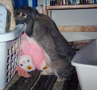 Charly exploring the laundry basket