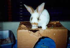 Rerun sitting on his cardboardhouse