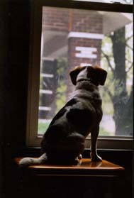 Snoopy is looking out the window