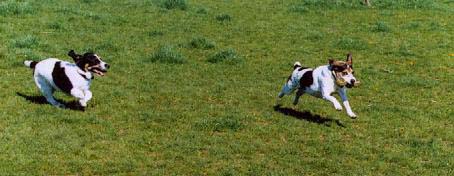 Snoopy and Bailey are playing at the dogpark