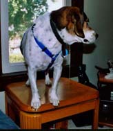 Snoopy is wearing his harness