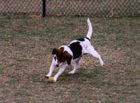 Snoopy jumping at a ball