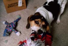 Snoopy is pulling on a rope