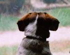 Snoopy's noseprints on the window