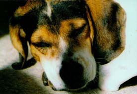 Snoopy is sleeping