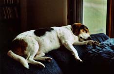 Snoopy sleeping on the sofa