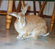 Fosterbunny Tom explores the kitchen