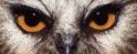 flwrfey � 98 &99-private image-tiny owl eyes pic.