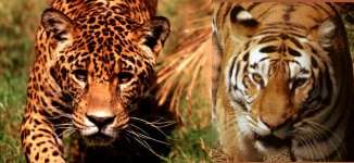 Tiger-Fey/TigressLeopardessGardenia and Tigerman