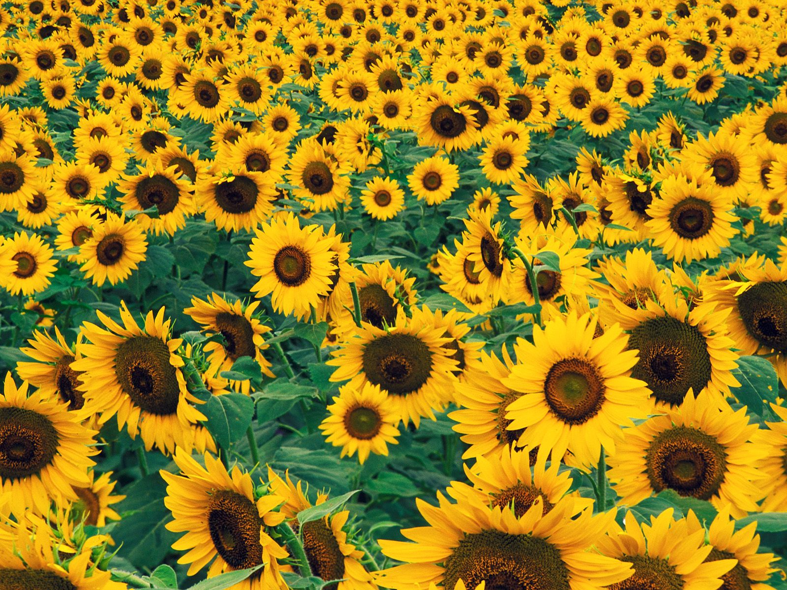 Varities Of Sunflower Varities Of Sunflower
