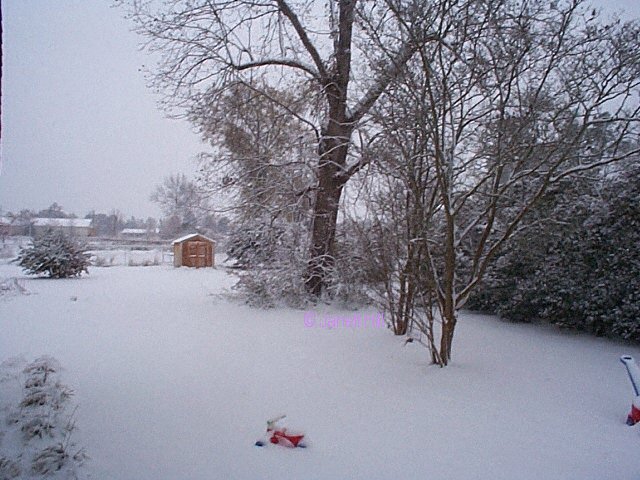 --right side of yard snow!!--