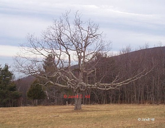 --Wicked Tree--