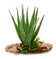 Aloe Vera Plant