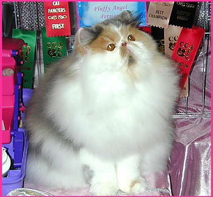 CatShowCCAMar16-2003b.jpg (46948 bytes)