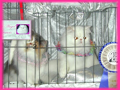 CatShowNov9-2002b.jpg (66132 bytes)