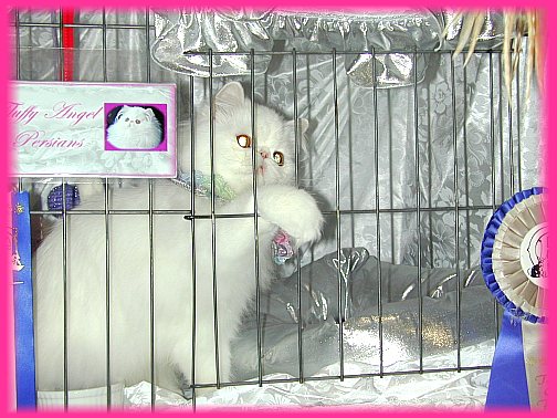 CatShowNov9-2002c.jpg (64675 bytes)