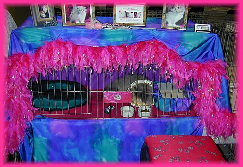 catshowa.jpg (56349 bytes)