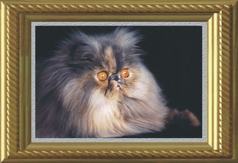 fluffyjan1.jpg (51612 bytes)