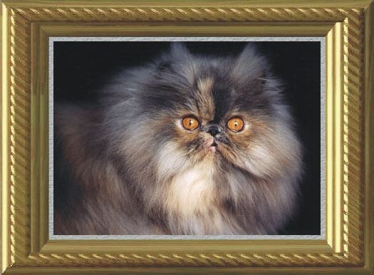 fluffymain.jpg (51791 bytes)