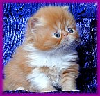 thumbDuchess3kit4wk.jpg (10787 bytes)