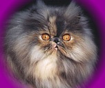 thumbfluffyc.jpg (8391 bytes)