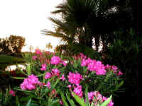 Native Plants