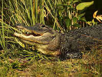 alligator
